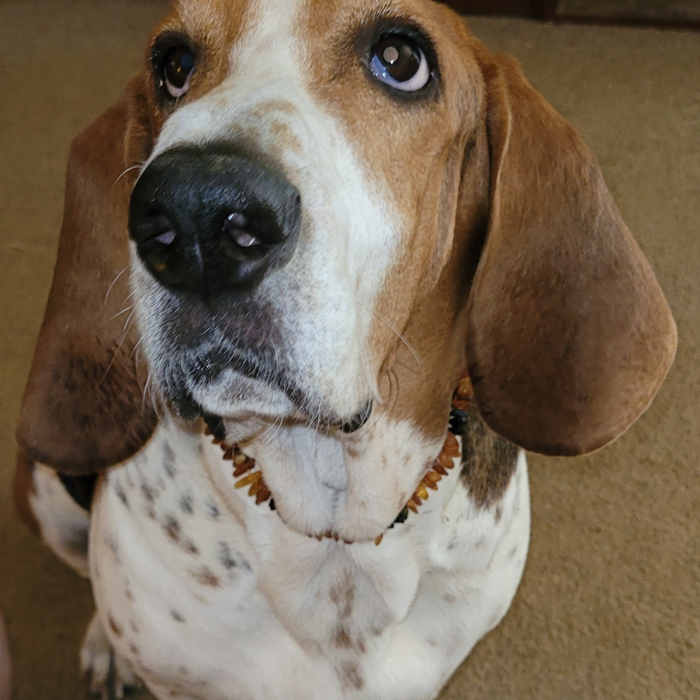 Dog Or Cat Pet Baltic Essentials Amber Repel Flea And Tick Collar Raw Honey Or Multi