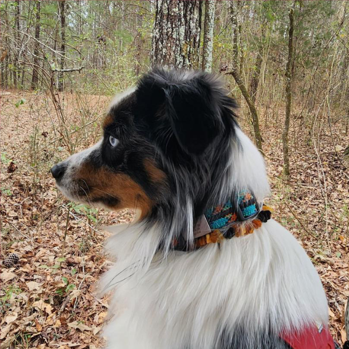 Dog Or Cat Pet Baltic Essentials Amber Repel Flea And Tick Collar Raw Honey Or Multi