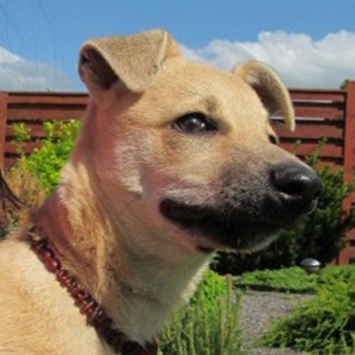 Dog Or Cat Pet Baltic Essentials Amber Repel Flea And Tick Collar Raw Honey Or Multi