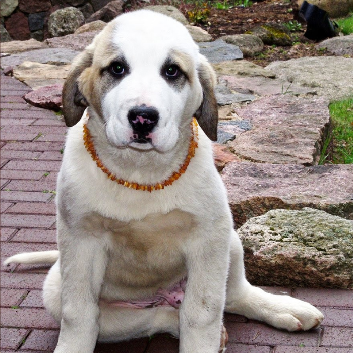 Dog Or Cat Pet Baltic Essentials Amber Repel Flea And Tick Collar Raw Honey Or Multi