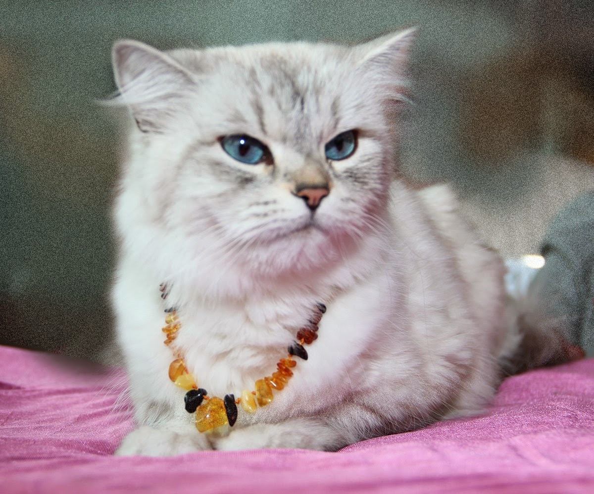 Dog or Cat Pet Baltic Essentials Amber Repel Collar Raw Multi